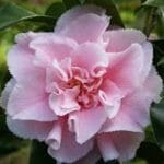 Camellia japonica Hawaii flower