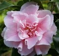 Camellia japonica Hawaii flower