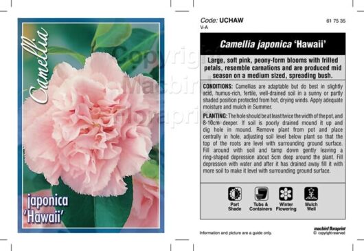 Camellia japonica hawaii label 1