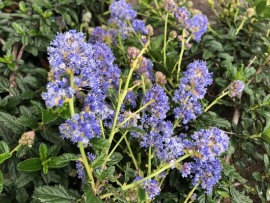 Ceanothus Joyce Coulter flower