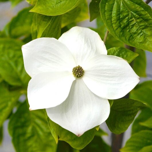 Cornus 'Eddies White Wonder' Dogwood 1