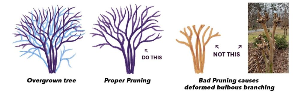 Crepe myrtle pruning copy