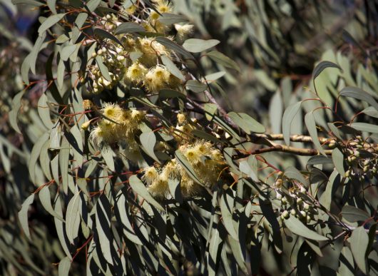 Eucalyptus melliodora yellow box gum tree australian native gum with grey-green foliage and yellow flowers