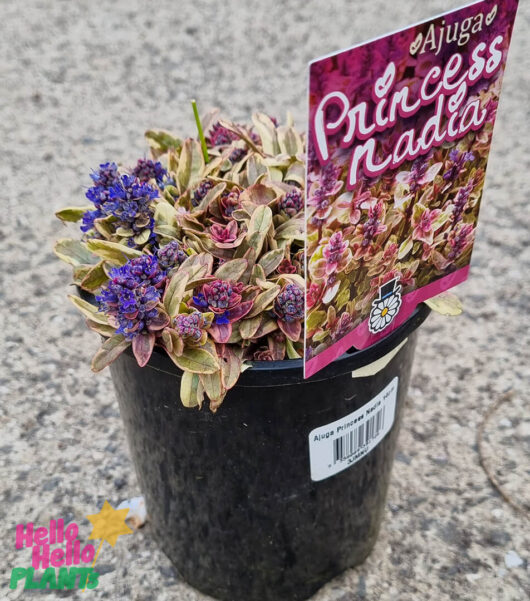Hello Hello Plants Ajuga 'Princess Nadia' Buggleweed 6in Pot