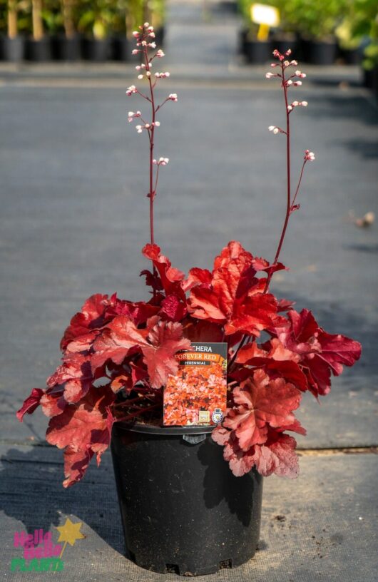 Hello Hello Plants Nursery Melbourne Victoria Australia Heuchera hybrid Forever Red 20cm pot