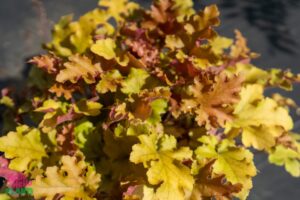 Hello Hello Plants Nursery Melbourne Victoria Australia Heuchera hybrid Marmalade Foliage