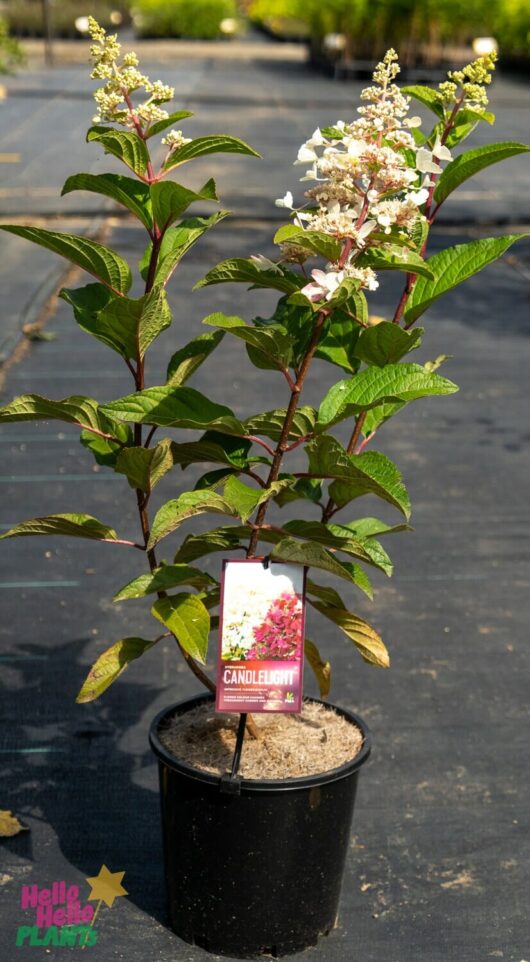 Hello Hello Plants Nursery Melbourne Victoria Australia Hydrangea paniculata 'Candlelight' 8in Pot