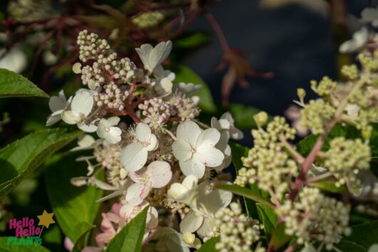 Hello Hello Plants Nursery melbourne Victoria Australia Hydrangea paniculata 'Candlelight' Flowers