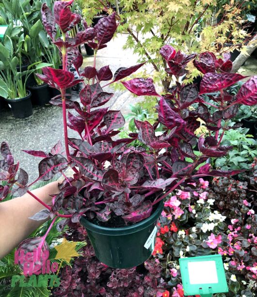 Hello Hello Plants Nursery Melbourne Victoria Australia Iresine herbstii Bloodleaf Plant