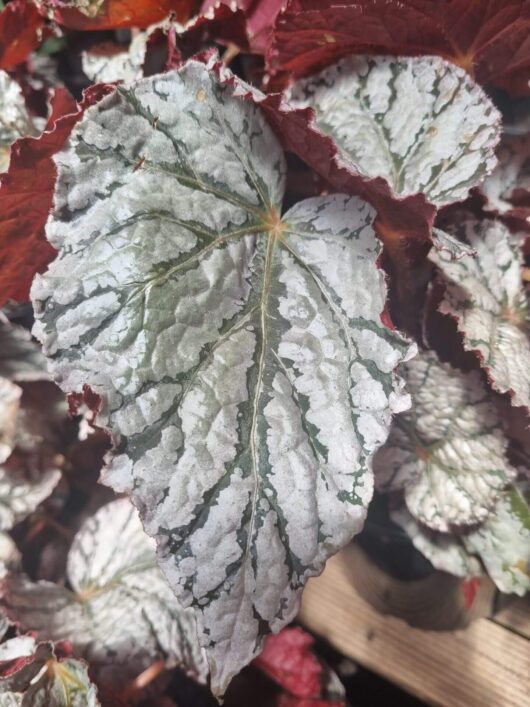 Begonia rex 'Silver White' 6" Pot