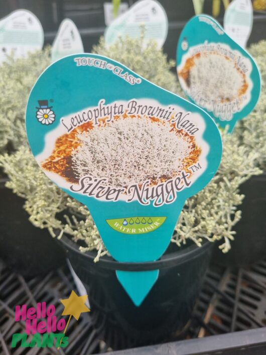 Leucophyta 'Silver Nugget' Cushion Bush 6" Pot