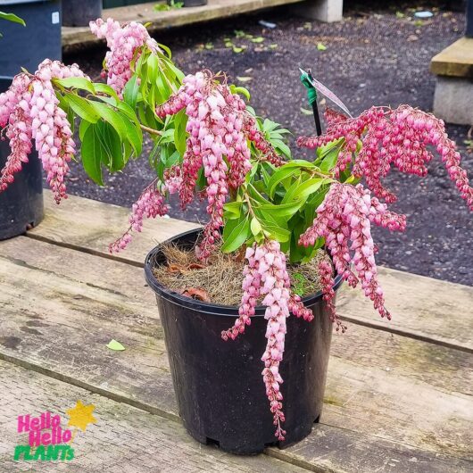 Pieris 'Christmas Cheer' 8" Pot