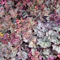 Heuchera Black Taffeta Coral Bells