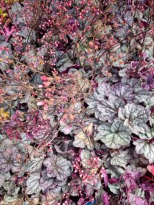 Heuchera Black Taffeta Coral Bells