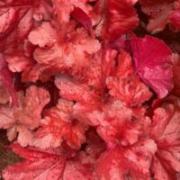 Heuchera americana hybrid Forever Red Coral Bells Foliage