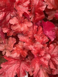 Heuchera americana hybrid Forever Red Coral Bells Foliage