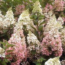 Hydrangea 'Candlelight