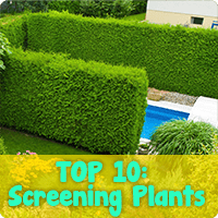 Top 10 Screening Plants