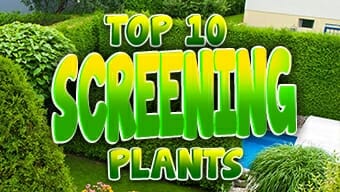 Mini screening plants