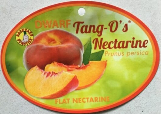 PRUNUS PERSICA NECTARINE TANGO DWARF FLAT NECTARINE label