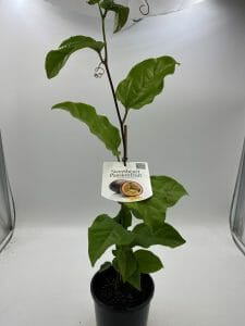 Passionfruit edulis Sweetheart 6inch