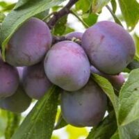 Prunus 'A-Okay™' Plum (Dwarf) prunus salicina 1