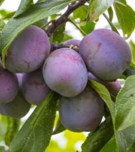 Prunus 'A-Okay™' Plum (Dwarf) prunus salicina 1