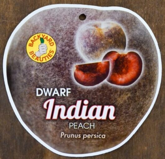 Prunus persica Dwarf Indian Peach