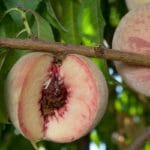 Prunus persica Dwarf Indian Peach FRUIT