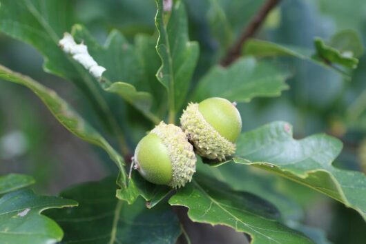 Quercus bicolour Swamp White Oak acorns