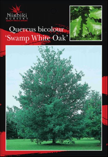 Quercus bicolour Swamp White Oak