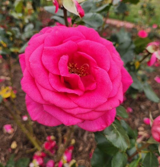 hot pink large rose in appreciation