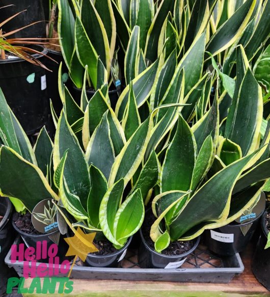 Sansevieria 'Black Gold' Snake Plant 6" Pot