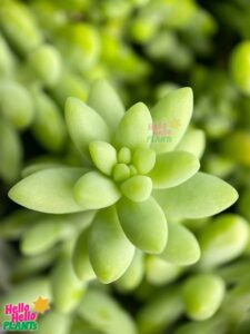 Sedum Donkey's Tail