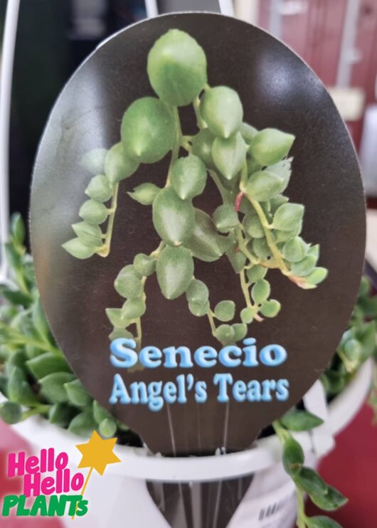 Senecio Angel's Tears string of tears label