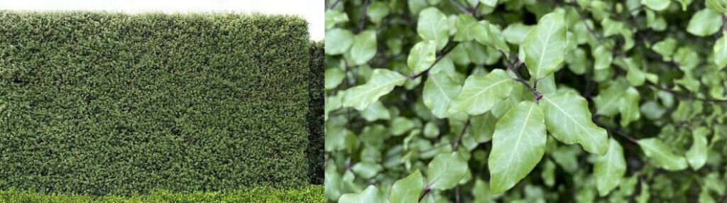 Pittosporum Silver Sheen