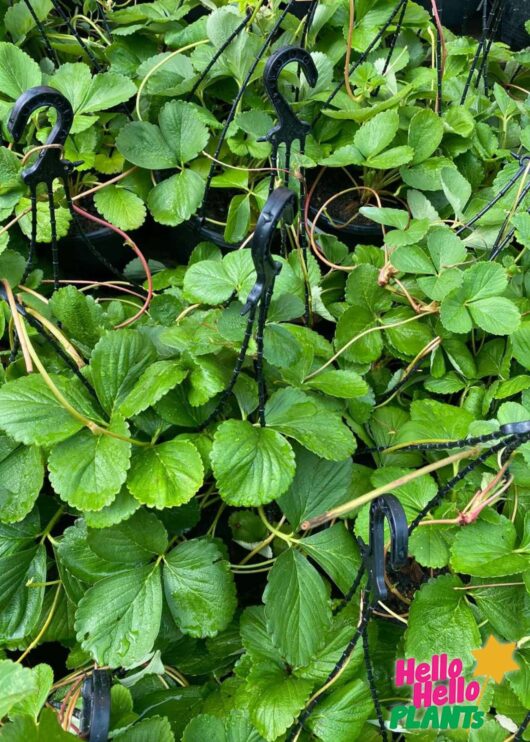 Strawberry Hanging Baskets