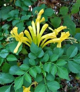 Golden Cape Honeysuckle