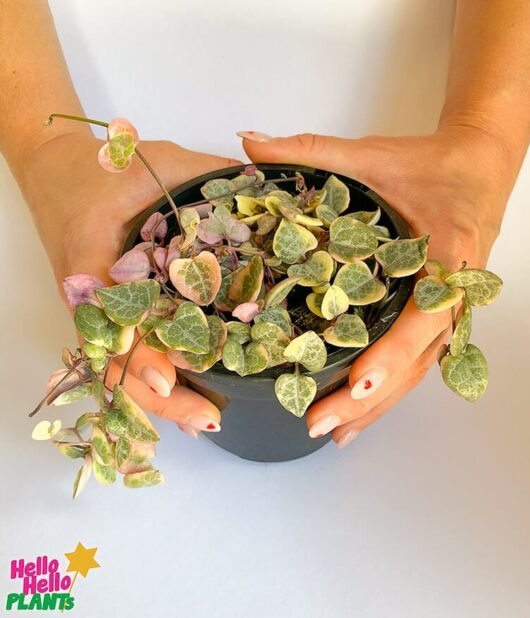 chain of hearts variegated