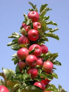 columnar apple pom pink