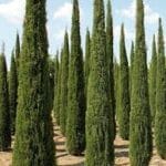 cupressus sempervirens stricta italian pencil pine