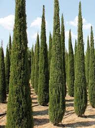 cupressus sempervirens stricta italian pencil pine