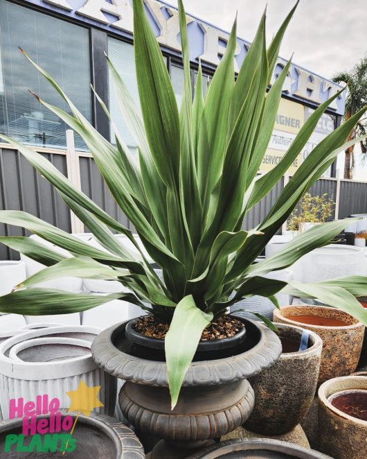 A large Doryanthes 'Giant Spear Lily' plant in a decorative pot, surrounded by other potted plants, on a patio with modern buildings in the background.