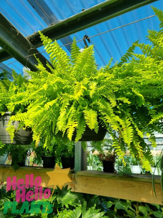Nephrolepis 'Blue Bell' Boston Fern 10" Pot (Hanging Basket)