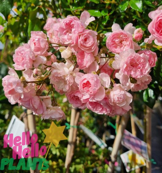 Rose 'The Fairy' 6ft Weeper (Eco Grade)