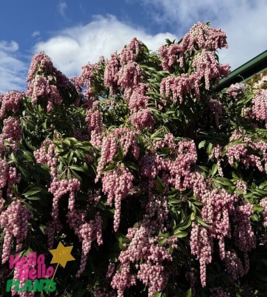 Pieris 'Christmas Cheer' 6" Pot