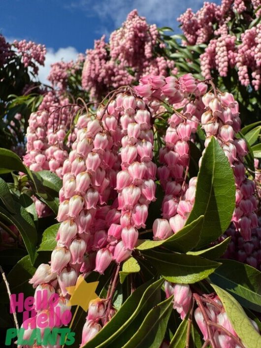 Pieris 'Christmas Cheer' 6" Pot
