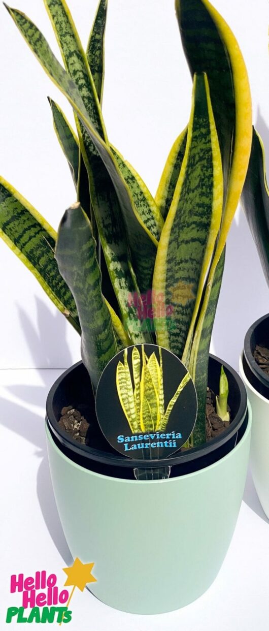 sanseveria laurentii mother in laws tongue 6inch