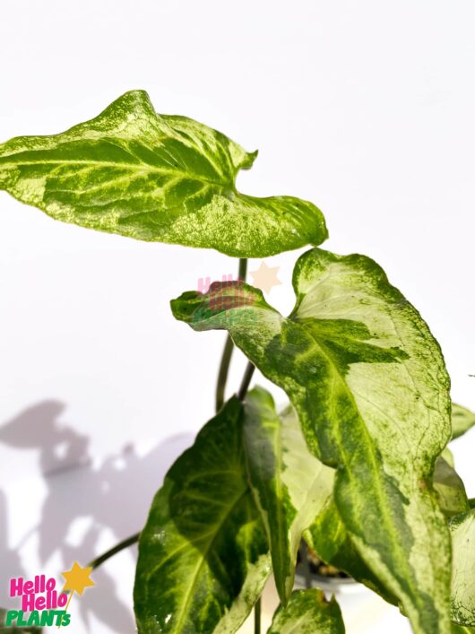 syngonium podophyllum three kings