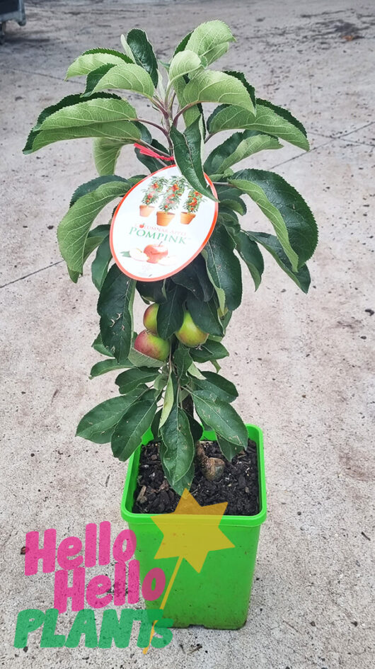 Malus 'Pom Pink™ 'Columnar Apple' 7" Pot
